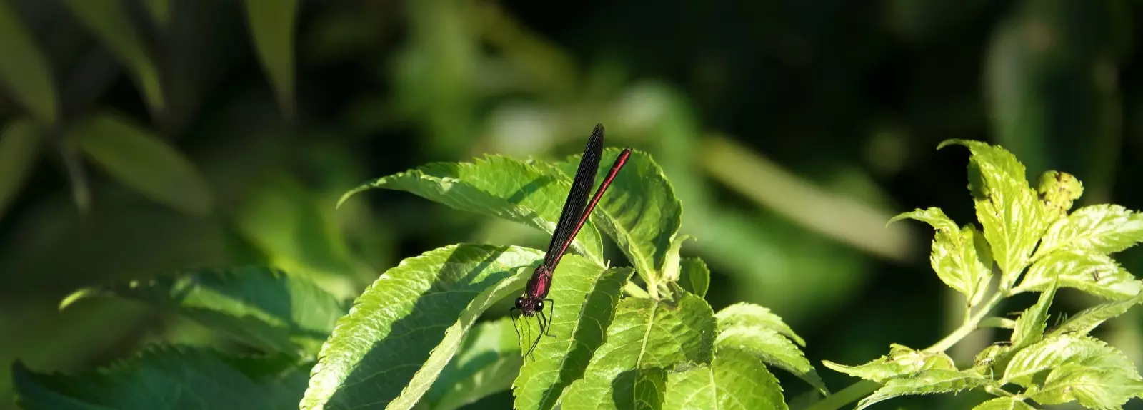 Banner image 5/5